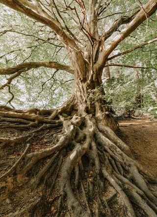 Baum mit ausgeprägtem Wurzelwerk